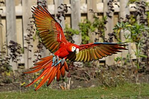Colorful scarlet macaw parrot flying with wings spread, similar to Tutti the beloved Gambino’s Bakery pet macaw