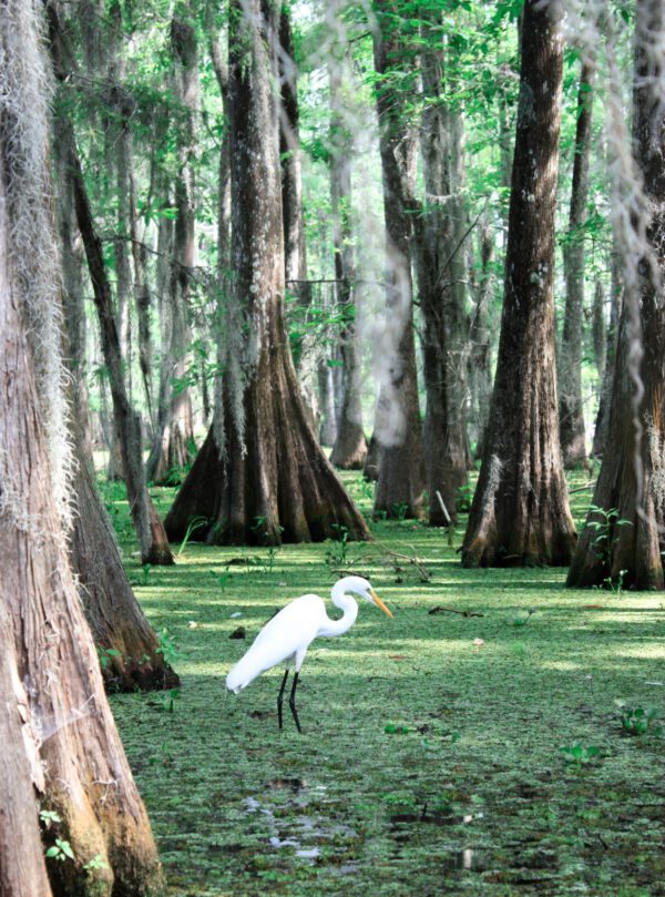 great egret standing in Louisiana swamp with cypress trees and Spanish moss representing native wildlife of New Orleans wetlands